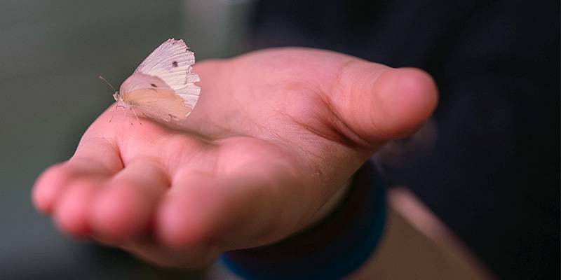 A cabbage white butterfly in someone's hand.