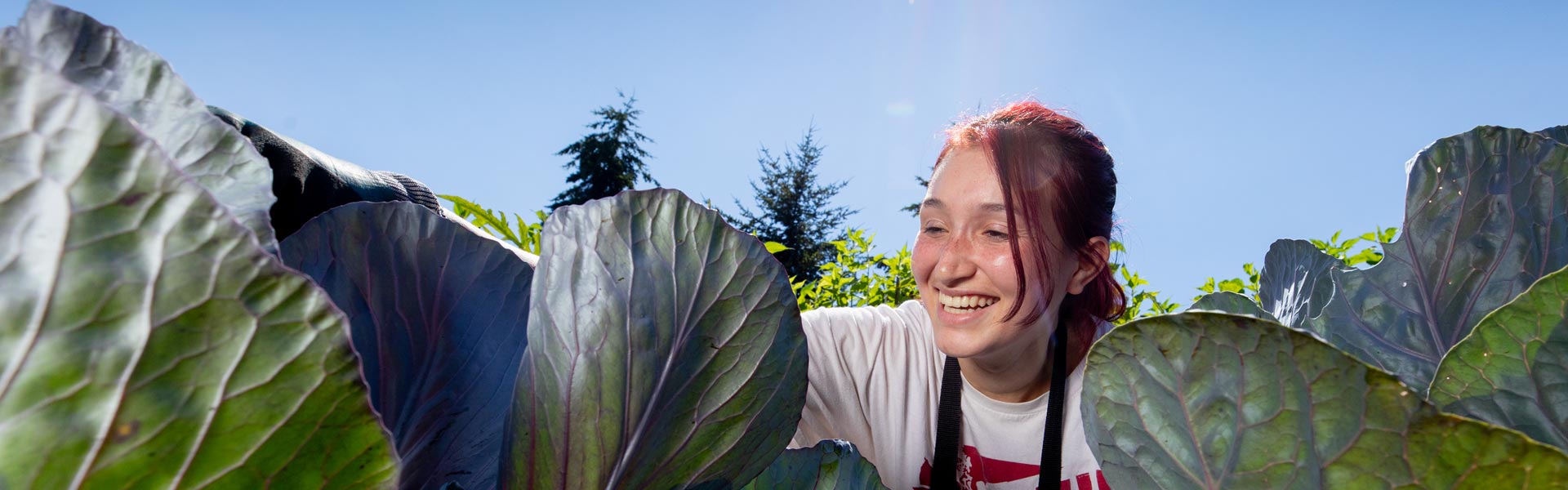 Person working with plants
