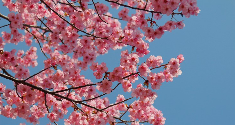 Sakura tree