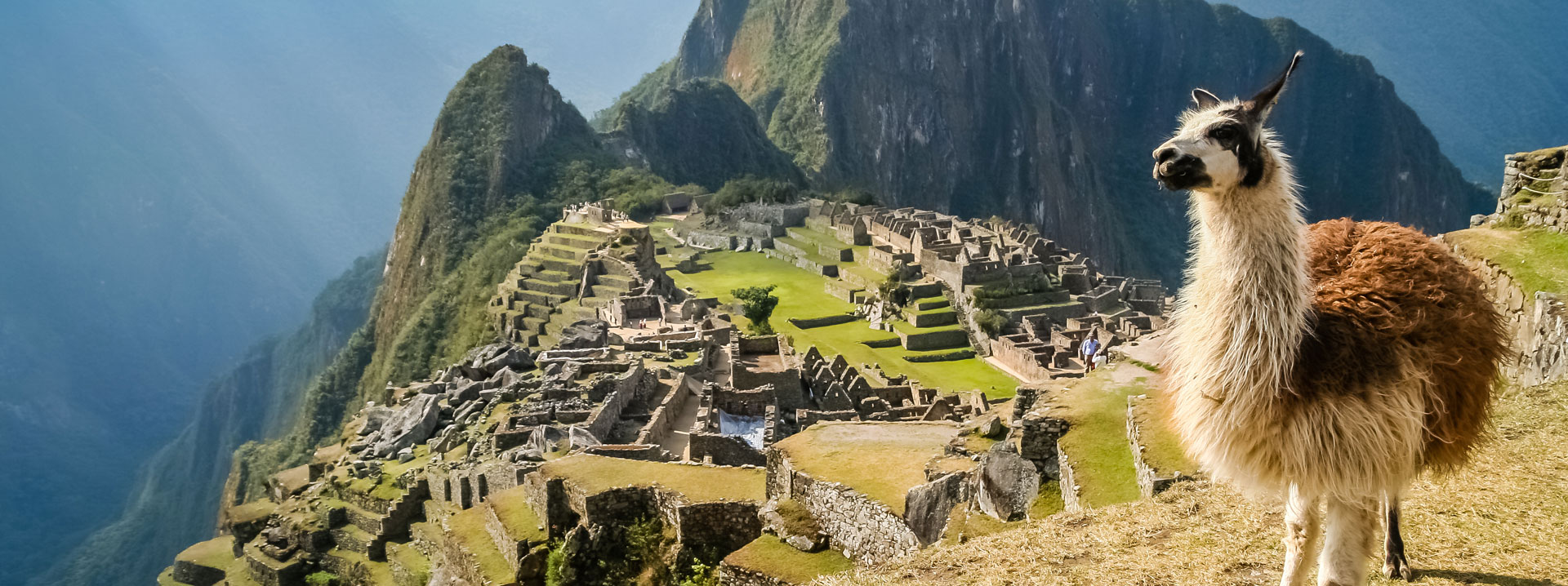 Lama with Machu Picchu in the background